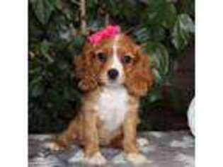 Cavalier King Charles Spaniel Puppy for sale in Milford, IN, USA