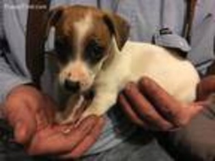 Jack Russell Terrier Puppy for sale in Woody, CA, USA