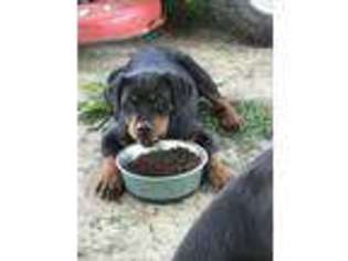 Rottweiler Puppy for sale in Versailles, MO, USA