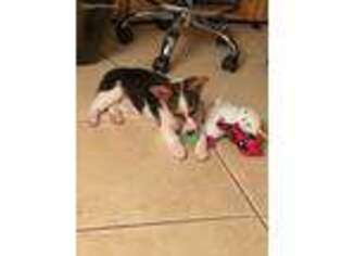 Pembroke Welsh Corgi Puppy for sale in Tampa, FL, USA