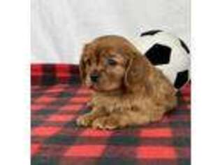 Cavalier King Charles Spaniel Puppy for sale in Dalton, OH, USA