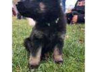 German Shepherd Dog Puppy for sale in Brockport, NY, USA