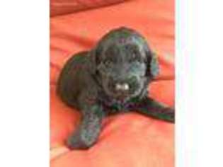 Labradoodle Puppy for sale in Chaseburg, WI, USA