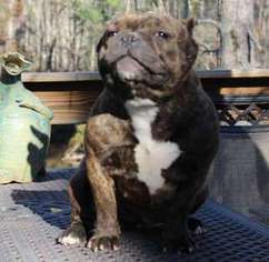 Mutt Puppy for sale in West End, NC, USA