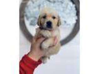 Golden Retriever Puppy for sale in Chelan, WA, USA