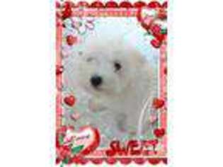 Maltese Puppy for sale in Douglas, GA, USA