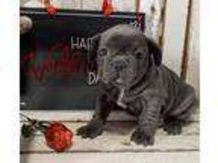 French Bulldog Puppy for sale in Dorchester, NE, USA