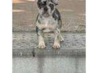 French Bulldog Puppy for sale in Lambertville, MI, USA
