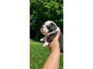 Bulldog Puppy for sale in Beloit, OH, USA