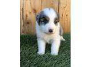 Australian Shepherd Puppy for sale in Safford, AZ, USA