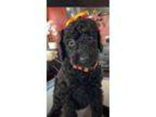 Labradoodle Puppy for sale in Los Angeles, CA, USA