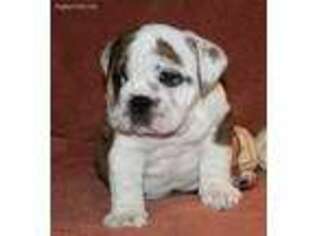 Bulldog Puppy for sale in Montague, NJ, USA