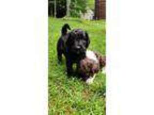 Labradoodle Puppy for sale in Fitzwilliam, NH, USA