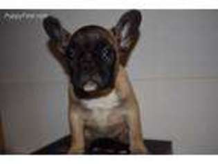 French Bulldog Puppy for sale in Dansville, NY, USA