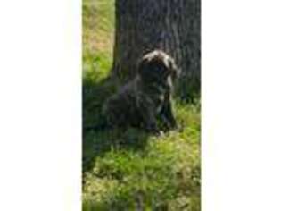 Mastiff Puppy for sale in Richland Springs, TX, USA