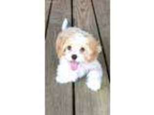 Cavachon Puppy for sale in Liberty, MS, USA