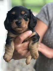 Dachshund Puppy for sale in Saint Louis, MO, USA