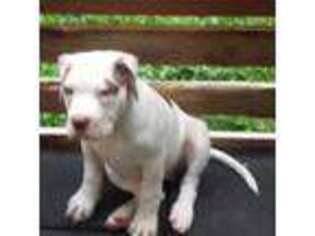 American Bulldog Puppy for sale in Lancaster, OH, USA