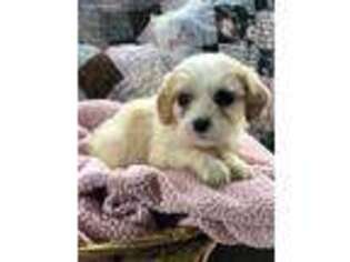 Cavachon Puppy for sale in Lititz, PA, USA