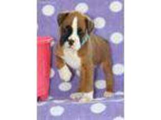 Boxer Puppy for sale in Greenfield, MO, USA