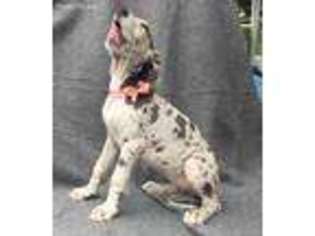 Great Dane Puppy for sale in Harrisburg, PA, USA