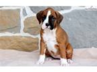 Medium Photo #1 Boxer Puppy For Sale in Lancaster, PA, USA