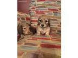 Dachshund Puppy for sale in Decatur, AL, USA