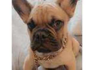 French Bulldog Puppy for sale in Los Alamitos, CA, USA