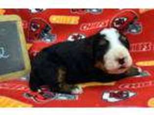 Bernese Mountain Dog Puppy for sale in Republic, MO, USA