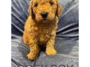 Goldendoodle Puppy for sale in Atascadero, CA, USA