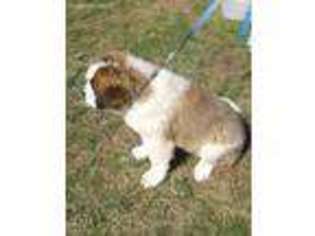 Saint Bernard Puppy for sale in Cheyenne, WY, USA