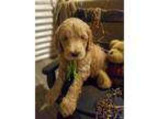 Goldendoodle Puppy for sale in West Portsmouth, OH, USA