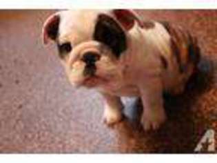 Bulldog Puppy for sale in LAKE STEVENS, WA, USA