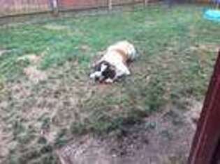 Saint Bernard Puppy for sale in Pitsburg, OH, USA