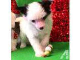 Chinese Crested Puppy for sale in LEXINGTON, NC, USA