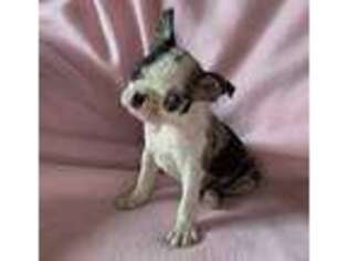 Boston Terrier Puppy for sale in Keystone, SD, USA