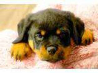 Rottweiler Puppy for sale in Rockvale, TN, USA