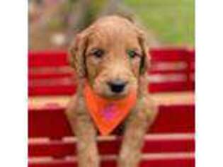 Goldendoodle Puppy for sale in The Colony, TX, USA