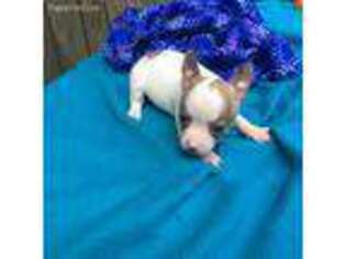 Chihuahua Puppy for sale in Fort Valley, GA, USA