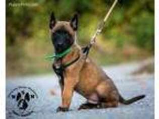 Belgian Malinois Puppy for sale in Los Angeles, CA, USA
