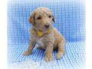 Labradoodle Puppy for sale in Henagar, AL, USA