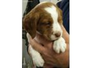 Brittany Puppy for sale in Stratton, CO, USA