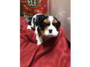 Cavalier King Charles Spaniel Puppy for sale in Lebanon, MO, USA