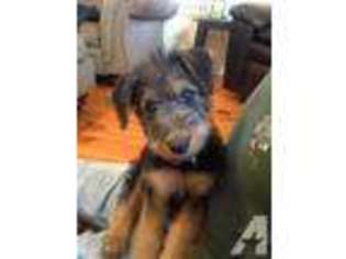 Airedale Terrier Puppy for sale in EVANS, GA, USA