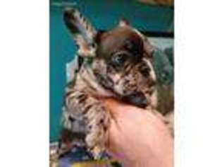 Mutt Puppy for sale in Aurora, OR, USA