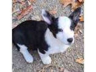 Cardigan Welsh Corgi Puppy for sale in Winchester, VA, USA
