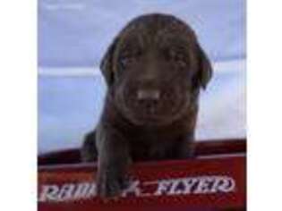 Labrador Retriever Puppy for sale in Riverside, CA, USA
