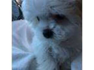 Maltese Puppy for sale in North Myrtle Beach, SC, USA
