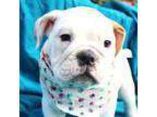 Bulldog Puppy for sale in La Verne, CA, USA