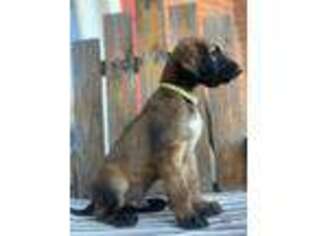 Afghan Hound Puppy for sale in Schulenburg, TX, USA